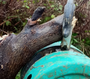 可以用倒鏈拔樹嗎?倒鏈拔樹的方法介紹